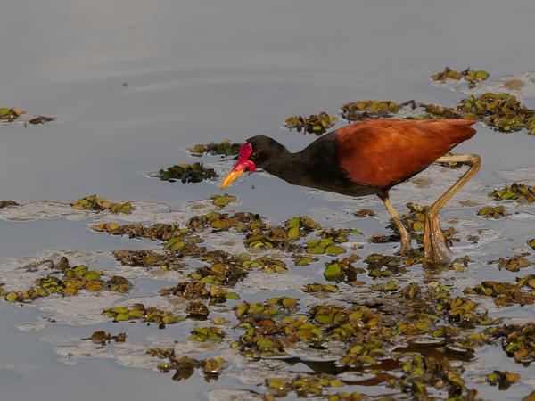 Leljacana (Jacana jacana)